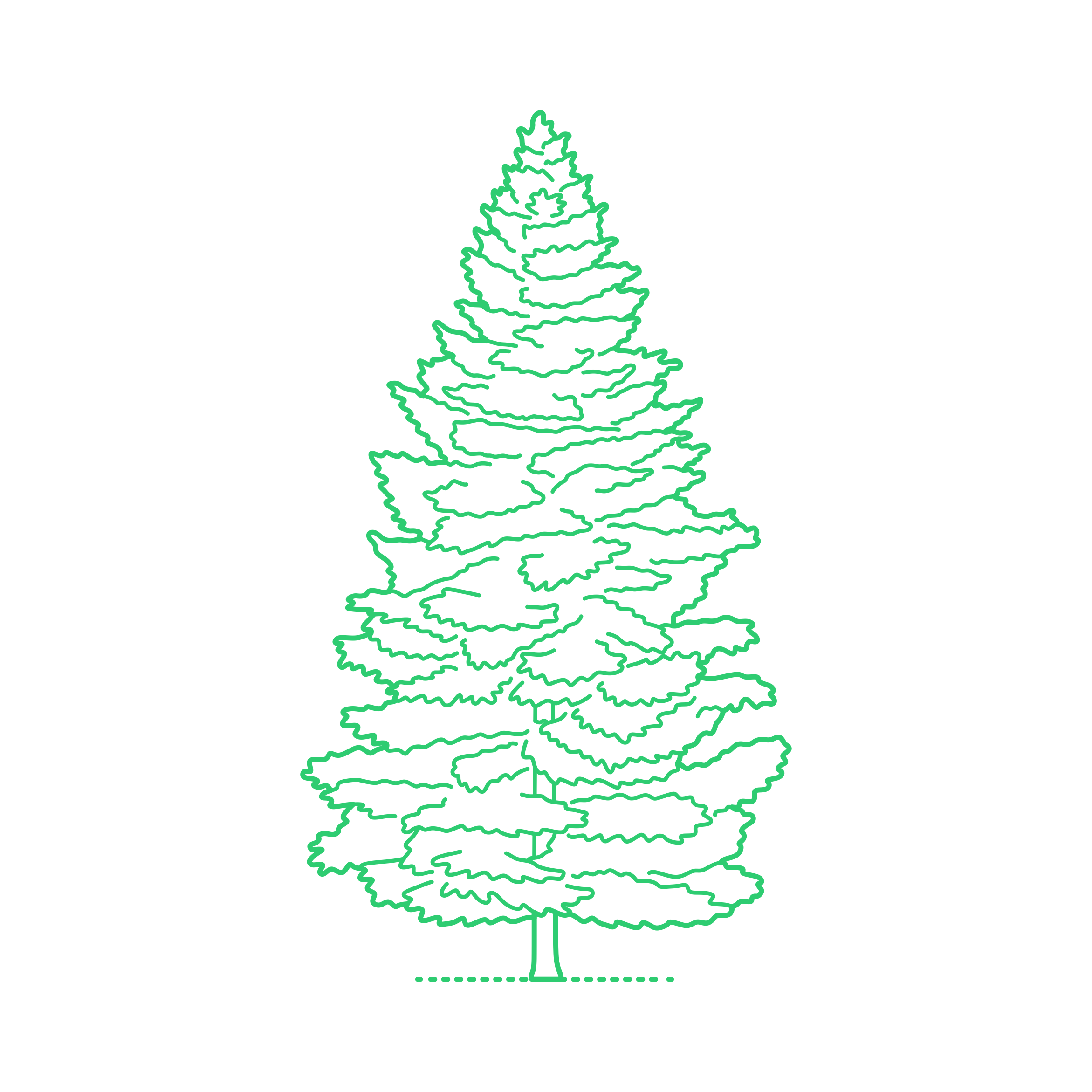 Plants Spruces Red Spruce Contour Svg Vector Free Vectors